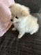 Pomeranian Puppies for sale in Fontana, CA 92335, USA. price: $600
