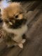 Pomeranian Puppies for sale in Chicago, Illinois. price: $650