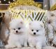 Pomeranian Puppies for sale in Sydney, New South Wales. price: $600