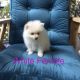 Pomeranian Puppies for sale in Atherton Tablelands, Queensland. price: $2,200