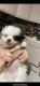 Pomeranian Puppies for sale in Hartford, Connecticut. price: $800