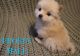 Pomeranian Puppies for sale in Midland, MI, USA. price: $2,000