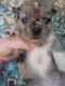 Pomeranian Puppies for sale in Oxford, Alabama. price: $200