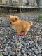 Pomeranian Puppies for sale in Greeneville, TN, USA. price: $2,000