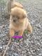 Pomeranian Puppies for sale in Greeneville, Tennessee. price: $2,000