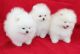 Pomeranian Puppies for sale in Birmingham, Alabama. price: $550