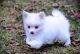 Pomeranian Puppies for sale in Albany, Decatur, AL 35601, USA. price: NA