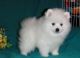 Pomeranian Puppies for sale in Moscow, Russia. price: 300 RUB