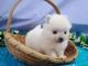 Pomeranian Puppies for sale in Coventry, Coventry, West Midlands, UK. price: 350 GBP