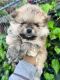 Pomeranian Puppies for sale in Stockton, CA, USA. price: $1,100