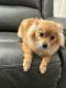 Pomeranian Puppies for sale in Long Beach, California. price: $500