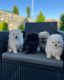 Pomeranian Puppies for sale in Toronto, Ontario. price: $400