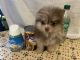 Pomeranian Puppies for sale in Louisville, Mississippi. price: $1,000