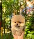 Pomeranian Puppies for sale in Riverside, Illinois. price: $400