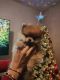 Pomeranian Puppies for sale in Aurora, Colorado. price: $1,700