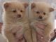 Pomeranian Puppies for sale in Ponda - Panaji Rd, Ilhas, Panaji, Goa 403006, India. price: 2 INR