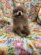 Pomeranian Puppies for sale in Stroudsburg, Pennsylvania. price: $2,400