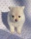 Pomeranian Puppies for sale in Portland, Maine. price: $2,500
