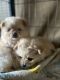 Pomeranian Puppies for sale in Stockton, CA, USA. price: $800