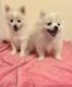 Pomeranian Puppies for sale in El Paso, TX 79912, USA. price: $1,500