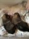Pomeranian Puppies for sale in Clarion, Pennsylvania. price: $700