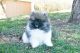 Pomeranian Puppies for sale in Des Plaines, IL, USA. price: $1,200