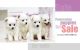 Pomeranian Puppies for sale in Thrissur, Kerala 680001, India. price: 3000 INR