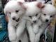 Pomeranian Puppies for sale in Ahmedabad, Gujarat, India. price: 5000 INR