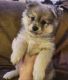 Pomeranian Puppies for sale in Fort Worth, Texas. price: $800