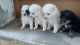 Pomeranian Puppies for sale in Thoothukudi, Tamil Nadu 628001, India. price: 1500 INR