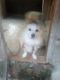 Pomeranian Puppies for sale in Payyanur, Kerala, India. price: 1500 INR