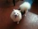 Pomeranian Puppies for sale in Cochin International Airport (COK), Airport Rd, Kochi, Kerala 683111, India. price: 3000 INR