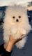 Pomeranian Puppies for sale in Baldwin Park, CA, USA. price: $3,500