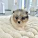 Pomeranian Puppies for sale in Valencia, California. price: $3,500