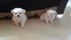 Pomeranian Puppies for sale in Ahmedabad, Gujarat, India. price: 4000 INR