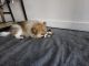 Pomeranian Puppies for sale in Hurstville, New South Wales. price: $2,500