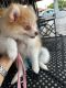 Pomeranian Puppies for sale in Miami, Florida. price: $1,000