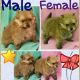Pomeranian Puppies for sale in Bay Minette, AL 36507, USA. price: NA