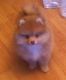 Pomeranian Puppies for sale in Corpus Christi, TX, USA. price: NA