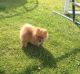 Pomeranian Puppies for sale in Antioch, CA, USA. price: NA