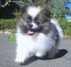 Pomeranian Puppies for sale in Springfield, MO, USA. price: NA