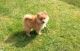 Pomeranian Puppies for sale in Sunderland, Tyne and Wear, UK. price: 300 GBP