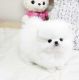 Pomeranian Puppies for sale in Rockford, IL, USA. price: NA