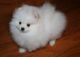 Pomeranian Puppies for sale in Addison, IL, USA. price: NA