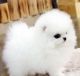 Pomeranian Puppies for sale in Ann Arbor, MI, USA. price: NA