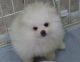 Pomeranian Puppies for sale in Al Ahmadi Governorate, Kuwait. price: 200 KWD