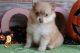 Pomeranian Puppies for sale in Burlington, WY 82411, USA. price: NA