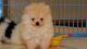Pomeranian Puppies for sale in Urbana, IL, USA. price: NA