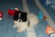 Pomeranian Puppies for sale in Mississippi State University, MS 39759, USA. price: NA