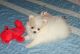 Pomeranian Puppies for sale in Chattanooga, TN, USA. price: NA